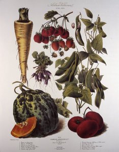 Botanisk tavle/Vilmorin af Unbekannt