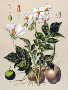 Botanisk bord, kartoffelplante, kartoffel (Solanum tuberosum)