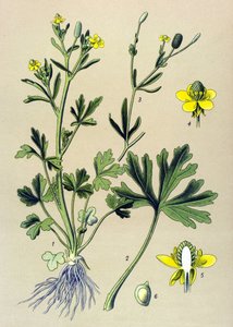 Botanisk bestyrelse. Venenous (giftig): Buttercup Scelerate eller Cellery Leaf Buttercup (Ranunculus sceleratus) af Unbekannter Künstler