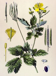 Botanisk tavle. Venenøs (giftig) og lægeplante: Chelidoin eller stor chelidoin (Chelidonium majus) af Unbekannter Künstler