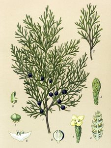 Botanisk tavle. Venenøs (giftig) og lægeplante: Sabine enebær (Juniperus sabina) af Unbekannter Künstler