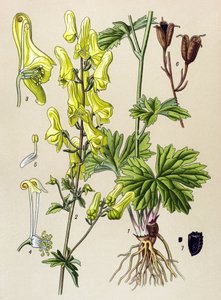 Botanisk tavle. Venenøs (giftig) og lægeplante: Ulve-dræber eller ulve-dræber (Aconitum lycoctonum) af Unbekannter Künstler