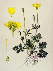 Botanisk tavle. Venenøs plante (giftig): Løg ranunkel eller gylden knop (Ranunculus bulbosus) af Unbekannter Künstler