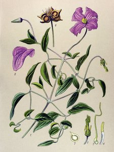 Botanisk tavle. Venenøs plante (giftig): Clematite falsk eller falsk vin (Clematis viticella) af Unbekannter Künstler
