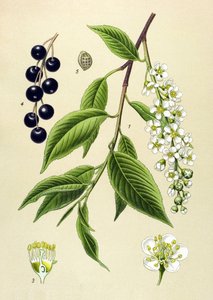 Botanisk tavle, plante: Kirsebærtræ (Prunus padus) af Unbekannter Künstler