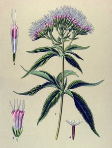 Botanisk tavle, plante: Eupatorium med hampblade (Eupatorium cannabinum) af Unbekannter Künstler