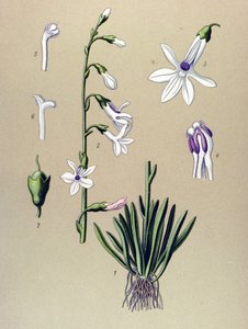 Botanisk bord, plante: Lobelia (Lobelia dortmanna) af Unbekannter Künstler