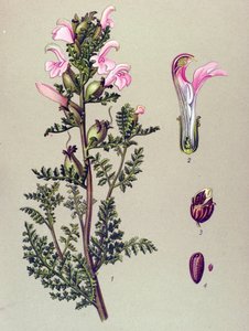 Botanisk tavle, plante: Sumppedikulær (Pedicularis palustris) af Unbekannter Künstler