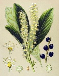 Botanisk bord, plante: kirsebærbugt (Prunus Laurocerasus) af Unbekannter Künstler
