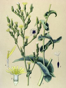 Botanisk bord, plante: ferous salat eller vild salat (Lactuca virosa) af Unbekannter Künstler