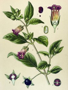 Botanisk bord, plante af La belladonna (Atropa belladonna)