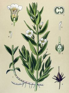 Botanisk tavle, plante: gratiole officinale (Gratiola officinalis) af Unbekannter Künstler
