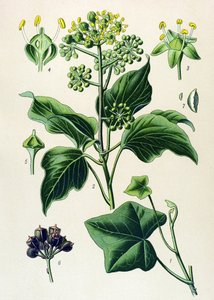 Botanisk bord, giftig og medicinsk plante: klatrende efeu eller almindelig efeu (Hedera helix) af Unbekannter Künstler