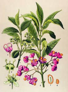 Botanisk bord, giftig plante: europæisk trækul (Euonymus europaeus) af Unbekannter Künstler