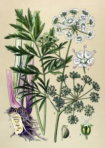 Botanisk plade, veneøs (giftig) og lægeplante: Vandhærde (Cicuta virosa). af Unbekannter Künstler