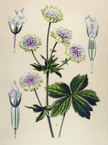 Botanisk bord, veneøs (giftig) og lægeplante: stor astrant (Astrantia major)
