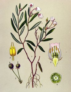 Botanisk bord, giftig plante (giftig): Andromeda har poloniumblade (Andromeda polifolia) af Unbekannter Künstler