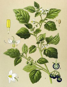 Botanisk bord, venenøs plante (giftig): Sort natskygge (Solanum nigrum) af Unbekannter Künstler