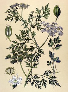 Botanisk bord, giftig plante (giftig): Hundepersille eller falsk persille (Aethusa cynapium) af Unbekannter Künstler