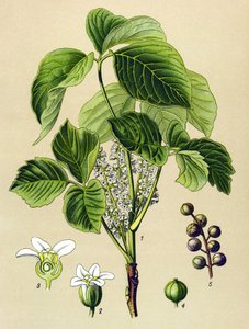 Botanisk bord, venenøs plante (giftig): klatrende sumak (Rhus toxicodendron) af Unbekannter Künstler