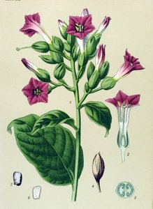 Botanisk bord, venenøs plante (giftig): prydtobak (Nicotiana tabacum) af Unbekannter Künstler