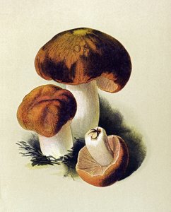 Botanisk tavle med giftig svamp (giftig): Russule foetens (Russula foetens) af Unbekannter Künstler