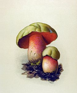 Botanisk tavle med giftig svamp (venenøs): Ulvebolet (Boletus lupinus) af Unbekannter Künstler