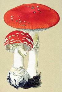 Botanisk tavle med giftig svamp (giftig): fluealanit (fluedræber) eller falsk appelsin (Amanita muscaria) af Unbekannter Künstler