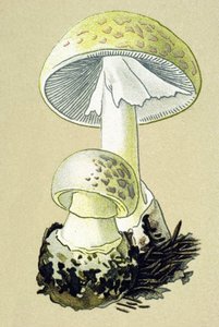 Botanisk tavle med giftig svamp (venøs): phalloid amanit (Amanita phalloides) af Unbekannter Künstler
