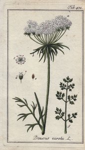 Botanisk: gulerodsblomst - Gulerodsblomster og -blade, Daucus carota. Håndkoloreret kobberstik efter en tegning af B. Thanner fra Johannes Zorns "Icons plantarum medicinalium", Tyskland. af Unbekannter Künstler