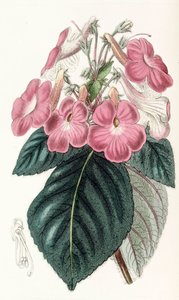 Botanisk illustration/Achimenes grandiflora/Achimene har store blomster af Unbekannt
