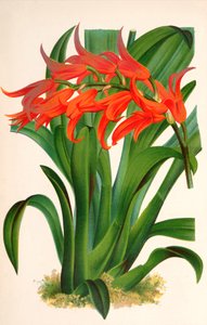 Botanisk illustration/Ada aurantiaca af Unbekannt