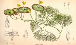 Botanisk illustration/Cabomba aquatica af Unbekannt