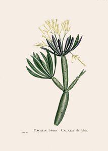Botanisk illustration/Redoubt/Senecio kleinia/Senecon af William M. Timlin