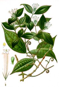 Botanisk illustration/Strychnos toxifera/Curare af Unbekannt