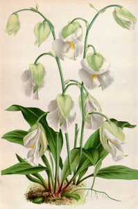 Botanisk illustration / Utricularia alpina / Utricular alpine af Unbekannt