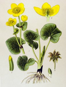 Botanisk planke. Venenøs plante (giftig): sumpbestand (Caltha palustris) af Unbekannter Künstler