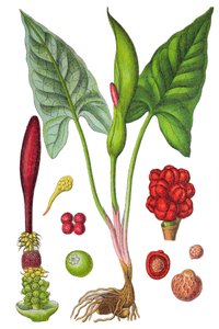 Botanisk planche: arum plettet (Vild arum eller Arum maculatum), en lægeplante, historisk kromolitografi af Unbekannter Künstler