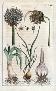 Botanik: porre, hvidløg, echalote - Porre, Allium pollum 179, hvidløgsblomst, Allium sativum 181, hvidløgsløg 182, og skalotteløg, Allium cepa var. aggregatum, ascalonicum af Unbekannter Künstler