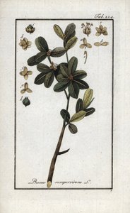 Buksbom eller stadig grøn buksbom (Buxus sempervirens). Litografi fra "Afbeelding der Artseny-Gewassen" af Johannes Zorn (1739-1799), Holland af Unbekannter Künstler