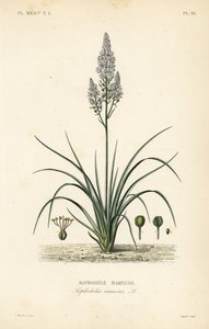 Forgrenet asphodel, Asphodelus ramosus, Asphodele rameuse af Unbekannt