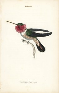 Bredhalet kolibri, Selasphorus platycercus (Trikoloreret kolibri, Trochilus tricolor). Håndkoloreret stålstik af William Lizars fra Sir William Jardine