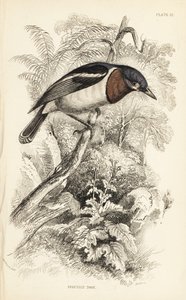 Brunstrubet wattøje, Platysteira cyanea (Vis tody, Platystera lobata). Håndkoloreret stålstik af William Lizars efter en illustration af William Swainson fra Sir William Jardine