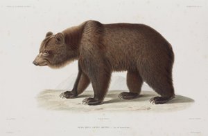 Brunbjørn, Kamchatka, Rusland af Unbekannt