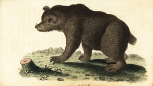 Brunbjørn, Ursus arctos., 1800 (gravering) af Unbekannter Künstler