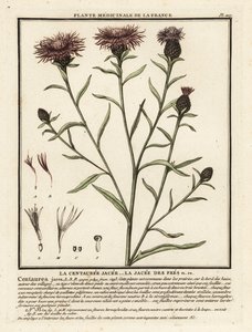 Brun knapweed, Centaurea jacea. af Unbekannter Künstler