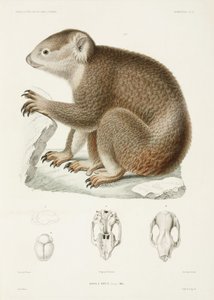 Brun koala af Unbekannter Künstler