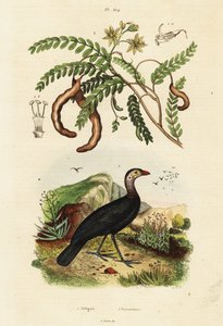Brushturkey and tamarind.,1834-1839 (gravering) af Unbekannter Künstler