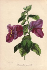 Buginvillaea spectabilis (La bougainvillee eller bougainvillee). Håndkoloreret litografi tegnet af Samuel Holden for Sir Joseph Paxton i "Magazine of Botany", London, W.S. Orr. af Unbekannter Künstler