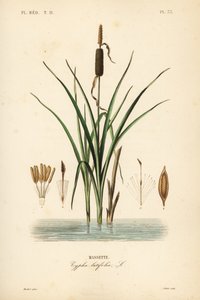 Bulrush eller bredbladet cattail, Typha latifolia, Massette af Unbekannt